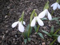 /album/fotogalerie-nabidka/galanthus-woronowii2-jpg/